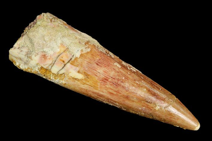 Spinosaurus Tooth - Real Dinosaur Tooth #109481